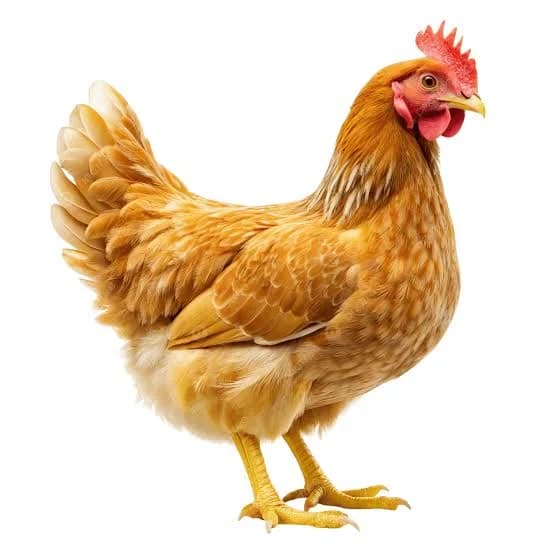 دجاج 